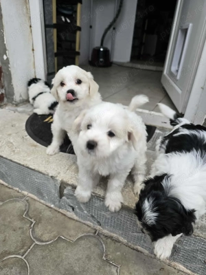 Vând pui bischon rasa pură  - imagine 4