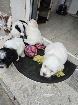 Vând pui bischon rasa pură  - imagine 3