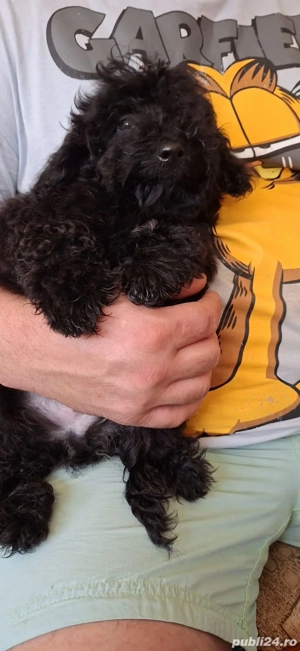 Pudel talie toy - imagine 5