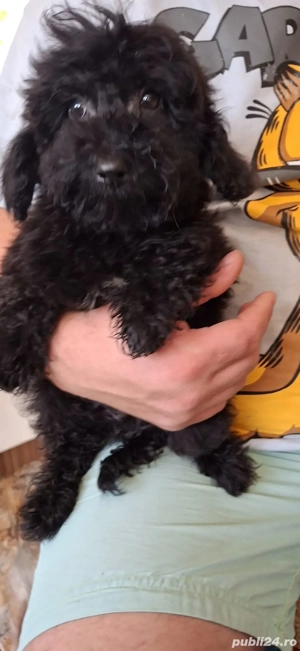 Pudel talie toy - imagine 2