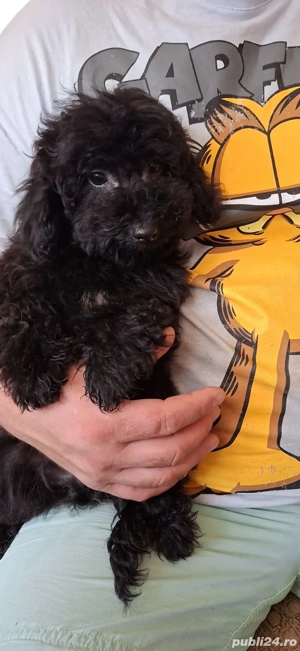 Pudel talie toy - imagine 3