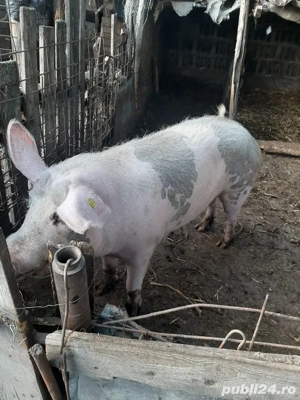 vand porci tuate marimile