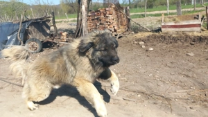 Câine Caucazian  Ciobănesc rasă pură