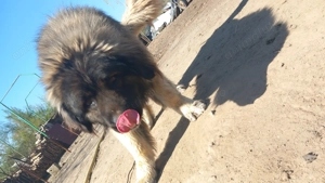 Câine Caucazian  Ciobănesc rasă pură - imagine 2 Câine Caucazian  Ciobănesc rasă pură - imagine 2