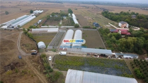 Solare Flori si Legume - Bujori - imagine 7