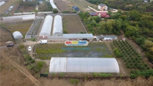 Solare Flori si Legume - Bujori - imagine 3