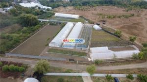 Solare Flori si Legume - Bujori - imagine 2