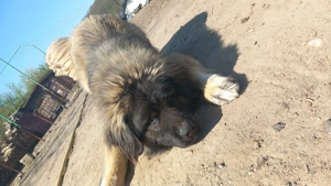 Câine Caucazian  Ciobănesc rasă pură - imagine 4 Câine Caucazian  Ciobănesc rasă pură - imagine 4