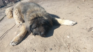 Câine Caucazian  Ciobănesc rasă pură - imagine 5 Câine Caucazian  Ciobănesc rasă pură - imagine 5