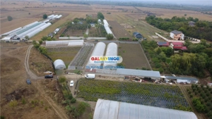 Solare Flori si Legume - Bujori