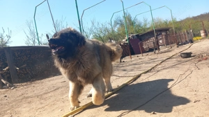 Câine Caucazian  Ciobănesc rasă pură - imagine 3 Câine Caucazian  Ciobănesc rasă pură - imagine 3