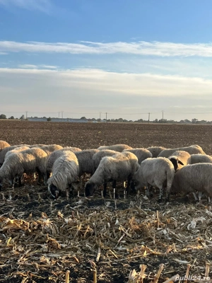 Vând 25 de oi de ținut  - imagine 5