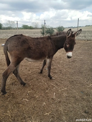 magarita tânără  - imagine 3