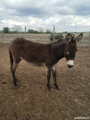 magarita tânără  - imagine 2