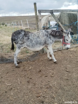 vand măgărița gestantă  - imagine 2