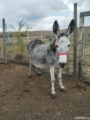 vand măgărița gestantă 