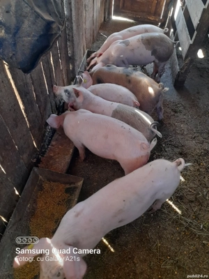 Purcei de vânzare. - imagine 4