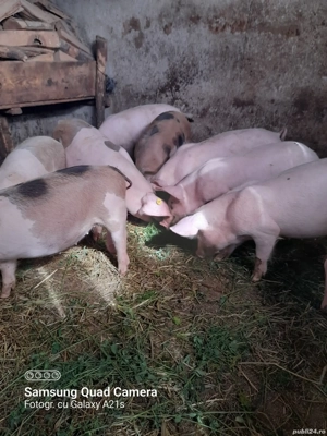 Purcei de vânzare. - imagine 3