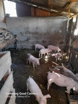 Purcei de vânzare. - imagine 2