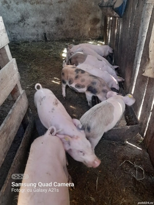 Purcei de vânzare. - imagine 5