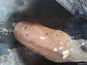 porci de vânzare - imagine 4