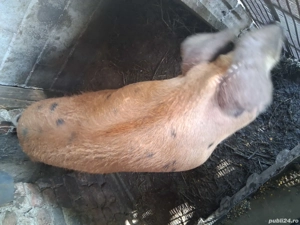 porci de vânzare - imagine 3