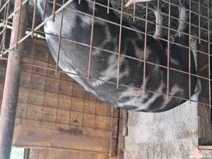 porci de vânzare - imagine 2