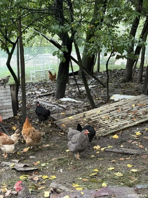 Vând gaini - imagine 2