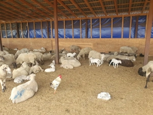 Vand 150 de oi, toate sunt cu miei, rasa merinos