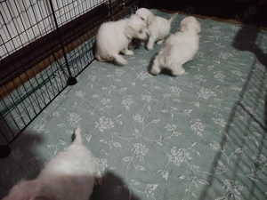 Bichon maltezi  - imagine 3