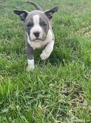 American Staffordshire Terrier ( Amstaff ) 