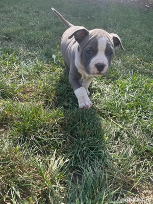 American Staffordshire Terrier ( Amstaff )  - imagine 2