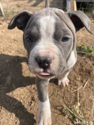 American Staffordshire Terrier ( Amstaff )  - imagine 3