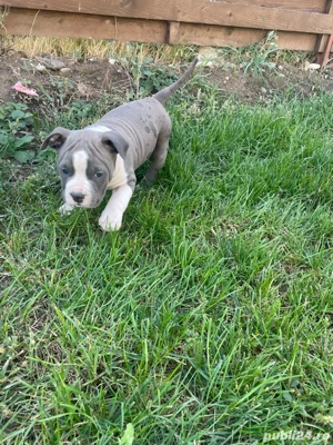 American Staffordshire Terrier ( Amstaff )  - imagine 4
