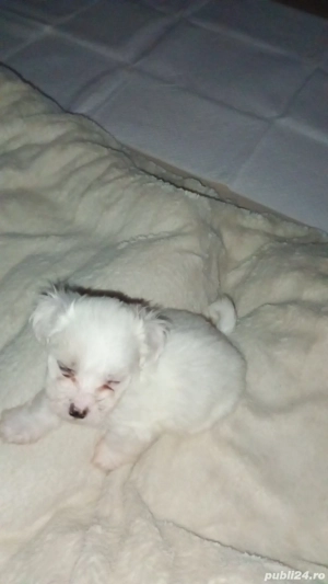 bishon maltez  - imagine 2