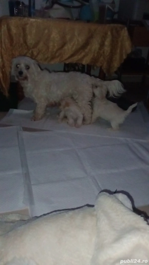 bishon maltez  - imagine 3