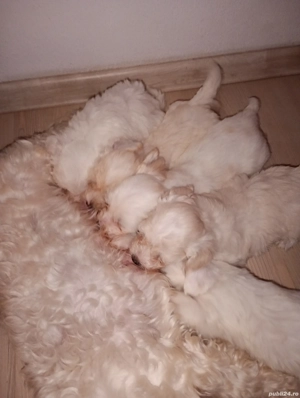 bishon maltez  - imagine 4