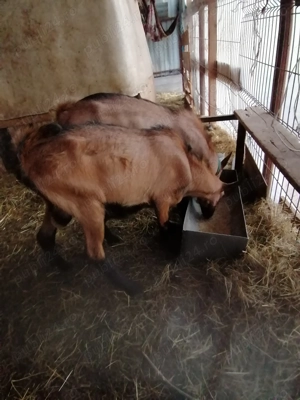 Alpin francez ciuti genetic de prasila - imagine 3