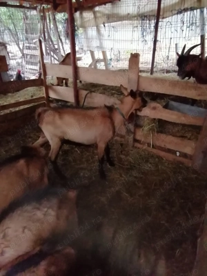 Alpin francez ciuti genetic de prasila