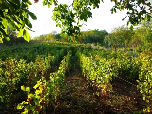 Vand teren de casa, Niscov- Buzau - imagine 3