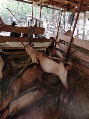 Alpin francez ciuti genetic de prasila - imagine 2