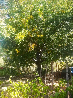 Vand teren de casa, Niscov- Buzau - imagine 4