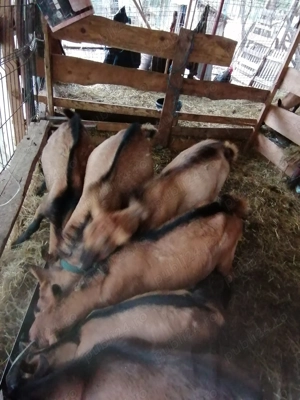 Alpin francez ciuti genetic de prasila - imagine 4