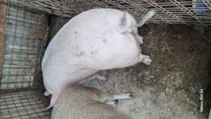 Porci sacrificat pic si durok  - imagine 3