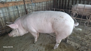 Porci sacrificat pic si durok  - imagine 4