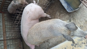 Porci sacrificat pic si durok  - imagine 2