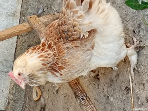 Gaini de vânzare  - imagine 2