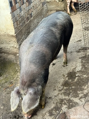 Femelă 150 kg... - imagine 2