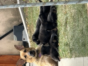 Ciobănesc german va - imagine 2