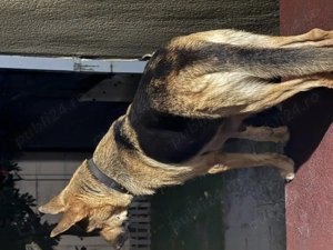 Ciobănesc german va - imagine 3